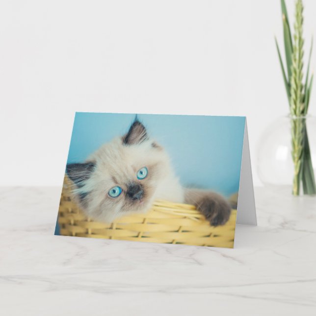 Cutest Baby Animals | Himalayan Seal Point Cat Card (Front)