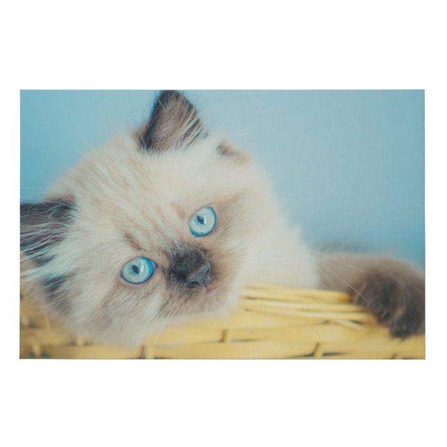 Cutest Baby Animals | Himalayan Seal Point Cat Faux Canvas Print (Front)