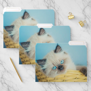 Cutest Baby Animals Himalayan Seal Point Cat File Folder
