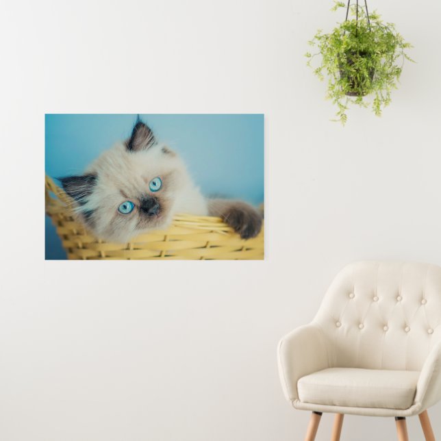 Cutest Baby Animals | Himalayan Seal Point Cat Foam Board (In Situ (Wall))