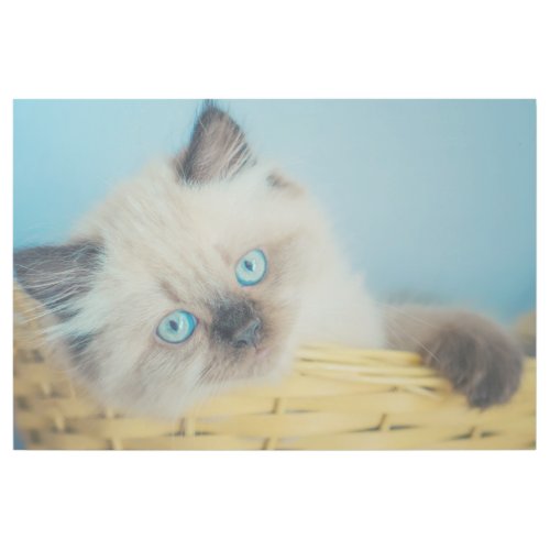 Cutest Baby Animals  Himalayan Seal Point Cat Gallery Wrap