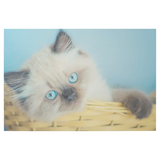 Cutest Baby Animals | Himalayan Seal Point Cat Gallery Wrap (Front)