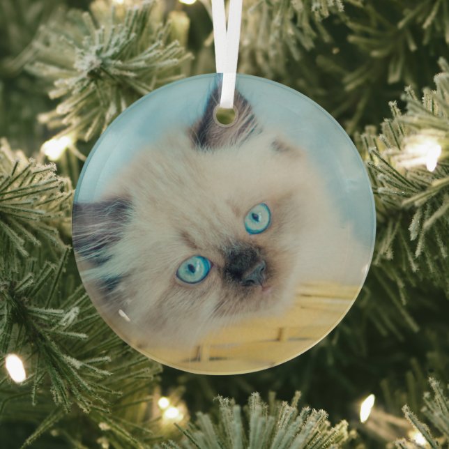 Cutest Baby Animals | Himalayan Seal Point Cat Glass Ornament (Insitu)
