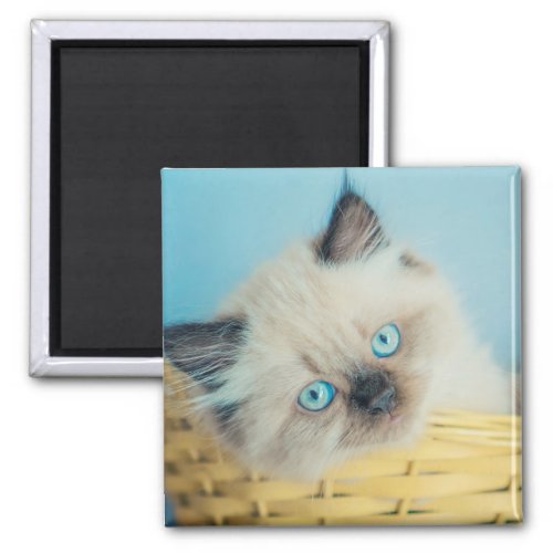 Cutest Baby Animals  Himalayan Seal Point Cat Magnet