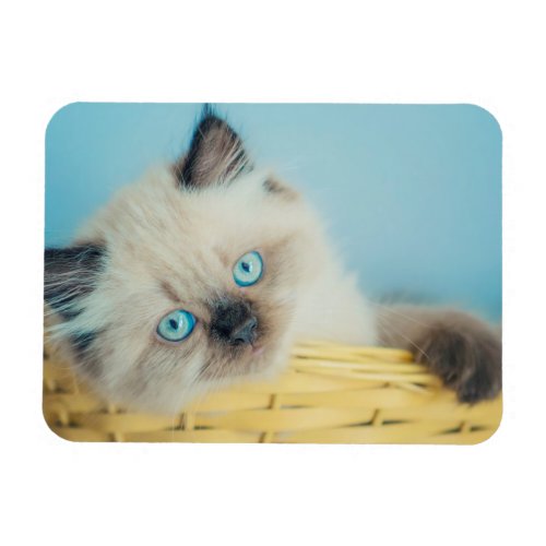 Cutest Baby Animals  Himalayan Seal Point Cat Magnet