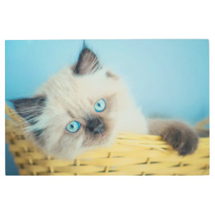 Cutest Baby Animals   Himalayan Seal Point Cat Metal Print