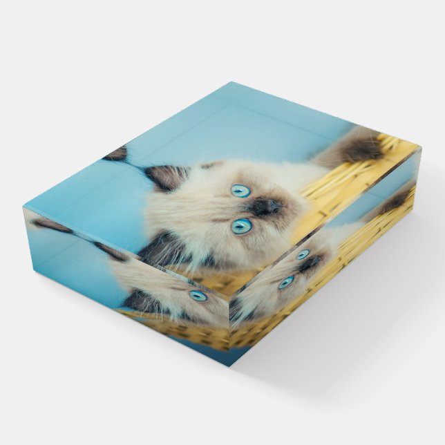 Cutest Baby Animals | Himalayan Seal Point Cat Paperweight (Angled)