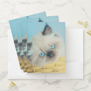 Cutest Baby Animals Himalayan Seal Point Cat Pocket Folder