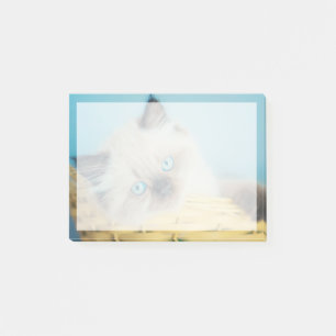 Cutest Baby Animals   Himalayan Seal Point Cat Post-it Notes