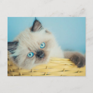 Cutest Baby Animals Himalayan Seal Point Cat Postcard