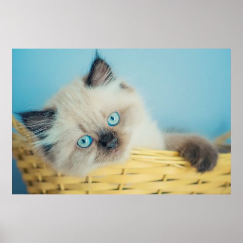 Cutest Baby Animals  Himalayan Seal Point Cat Poster