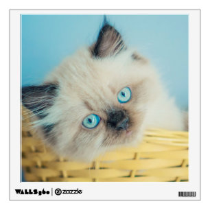 Cutest Baby Animals Himalayan Seal Point Cat Wall Decal
