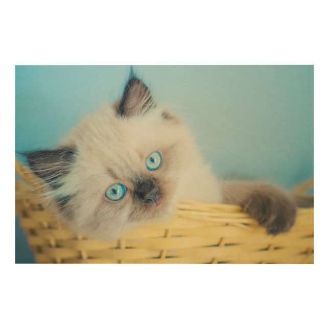 Cutest Baby Animals | Himalayan Seal Point Cat Wood Wall Art (Front)