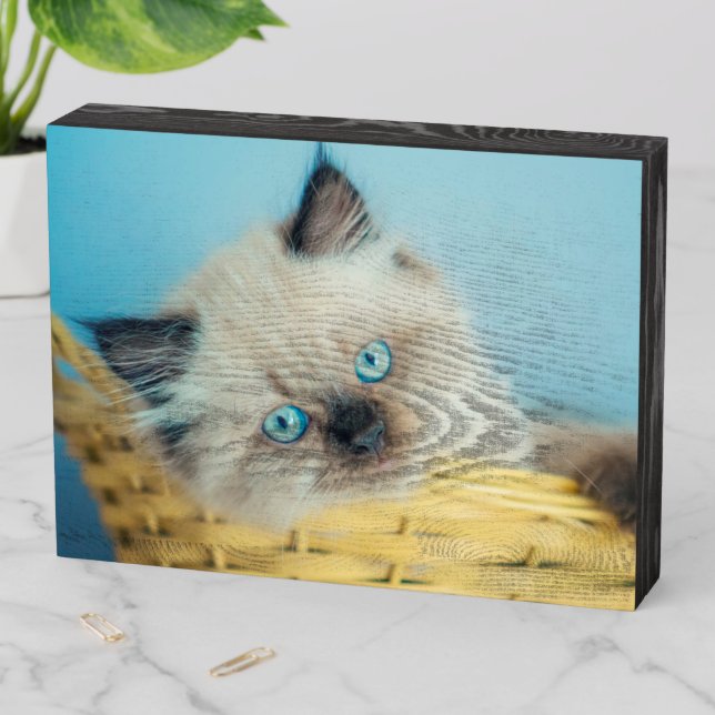 Cutest Baby Animals | Himalayan Seal Point Cat Wooden Box Sign (In Situ Horizontal)