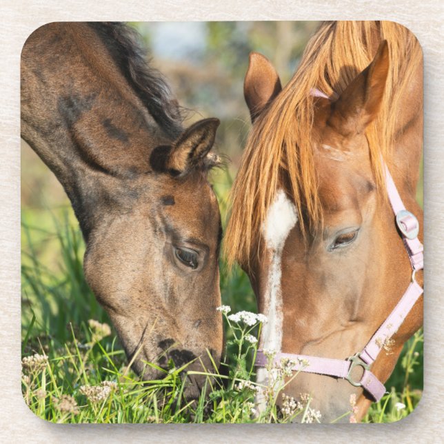 Cutest Baby Animals | Horse Colt Beverage Coaster (Front)
