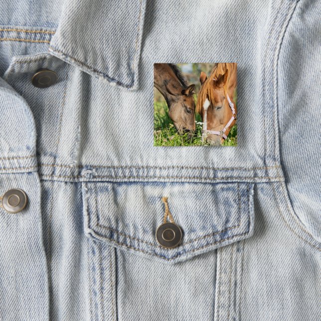 Cutest Baby Animals | Horse Colt Button (In Situ)