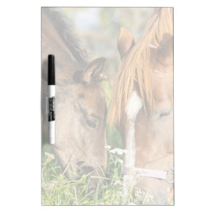 Cutest Baby Animals   Horse Colt Dry Erase Board