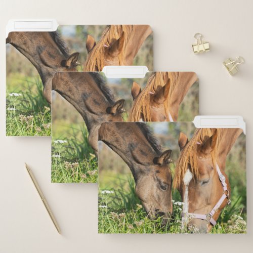 Cutest Baby Animals  Horse Colt File Folder