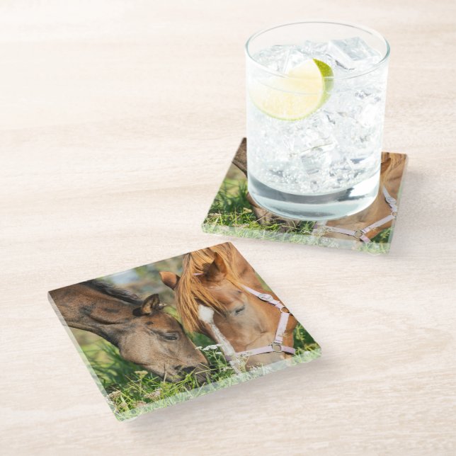 Cutest Baby Animals | Horse Colt Glass Coaster (Angled)