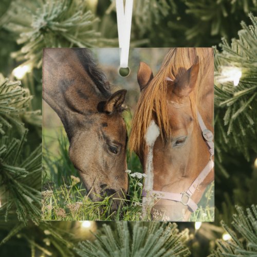 Cutest Baby Animals  Horse Colt Glass Ornament