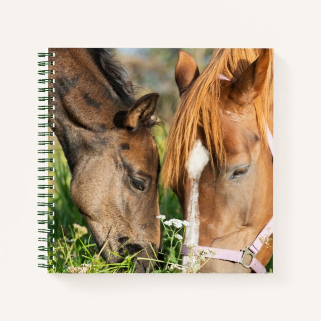 Cutest Baby Animals | Horse Colt Notebook (Front)