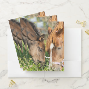 Cutest Baby Animals Horse Colt Pocket Folder