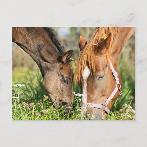 Cutest Baby Animals  Horse Colt Postcard
