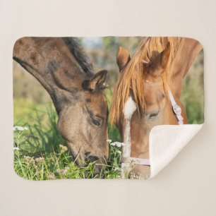 Cutest Baby Animals   Horse Colt Sherpa Blanket