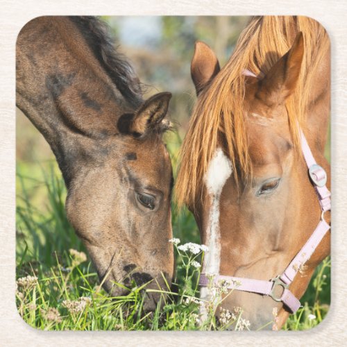 Cutest Baby Animals  Horse Colt Square Paper Coaster
