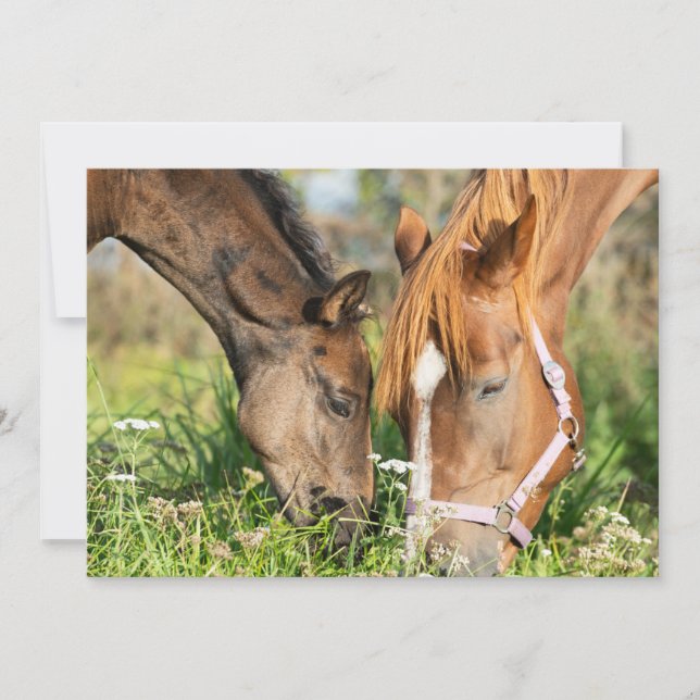 Cutest Baby Animals | Horse Colt Thank You Card (Front)