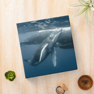 Cutest Baby Animals   Humpback Whale Calf 3 Ring Binder