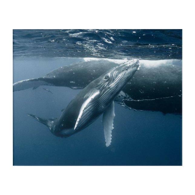 Cutest Baby Animals | Humpback Whale Calf Acrylic Print (Front)