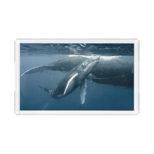 Cutest Baby Animals  Humpback Whale Calf Acrylic Tray
