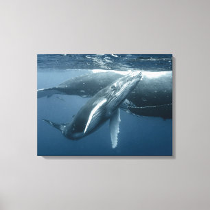 Cutest Baby Animals   Humpback Whale Calf Canvas Print