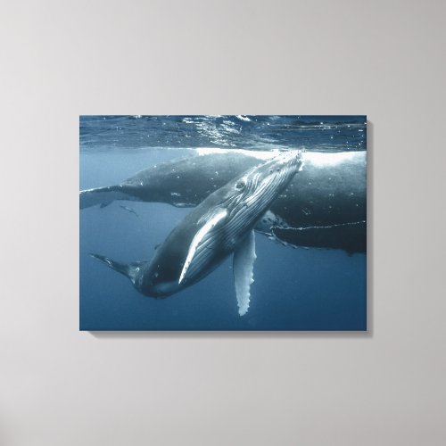 Cutest Baby Animals  Humpback Whale Calf Canvas Print