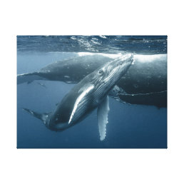 Cutest Baby Animals | Humpback Whale Calf Canvas Print