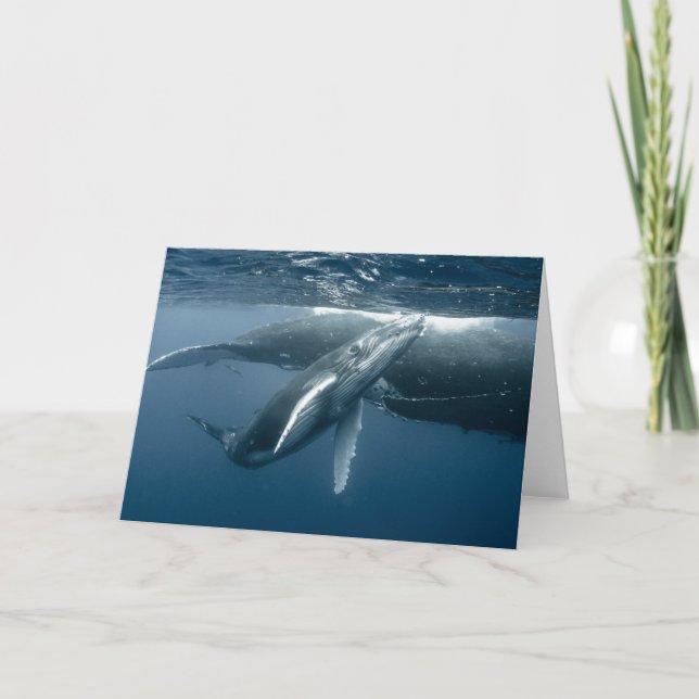 Cutest Baby Animals | Humpback Whale Calf Card (Front)
