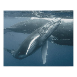 Cutest Baby Animals   Humpback Whale Calf Faux Canvas Print