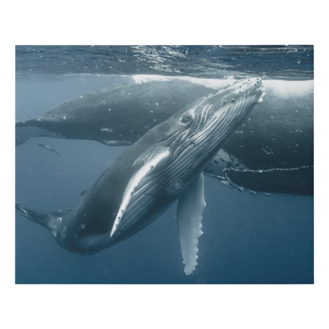 Cutest Baby Animals | Humpback Whale Calf Faux Canvas Print (Front)