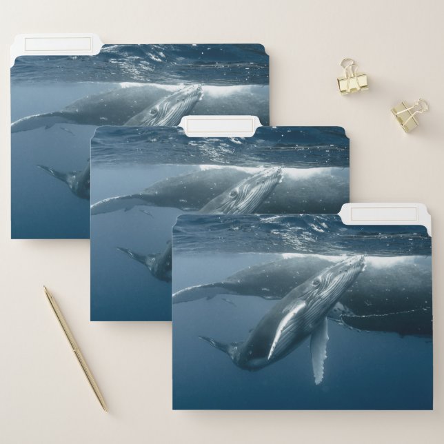 Cutest Baby Animals | Humpback Whale Calf File Folder (Set)