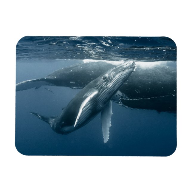 Cutest Baby Animals | Humpback Whale Calf Magnet (Horizontal)