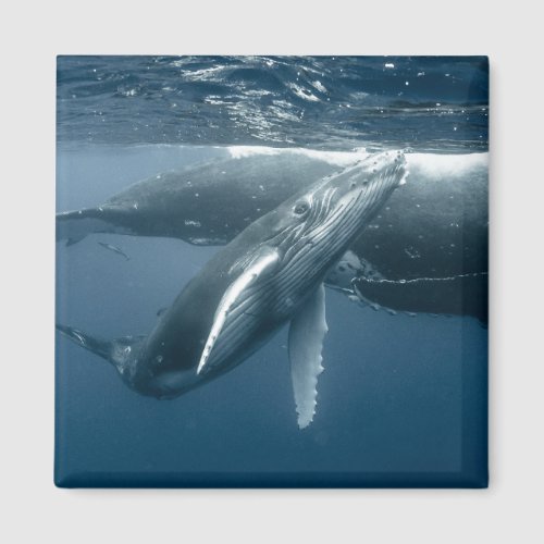 Cutest Baby Animals  Humpback Whale Calf Magnet