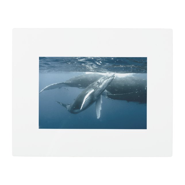 Cutest Baby Animals | Humpback Whale Calf Metal Print (Front)
