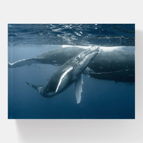 Cutest Baby Animals  Humpback Whale Calf Paperweight