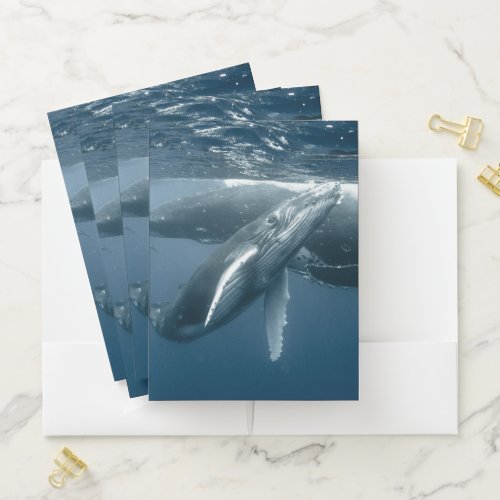 Cutest Baby Animals  Humpback Whale Calf Pocket Folder