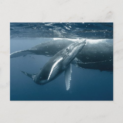 Cutest Baby Animals  Humpback Whale Calf Postcard