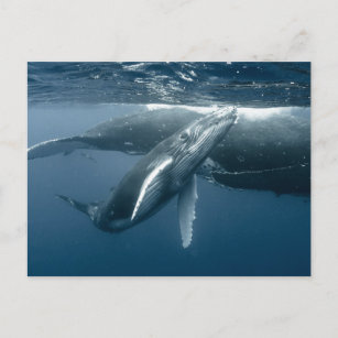 Cutest Baby Animals   Humpback Whale Calf Postcard