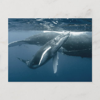 Cutest Baby Animals | Humpback Whale Calf Postcard