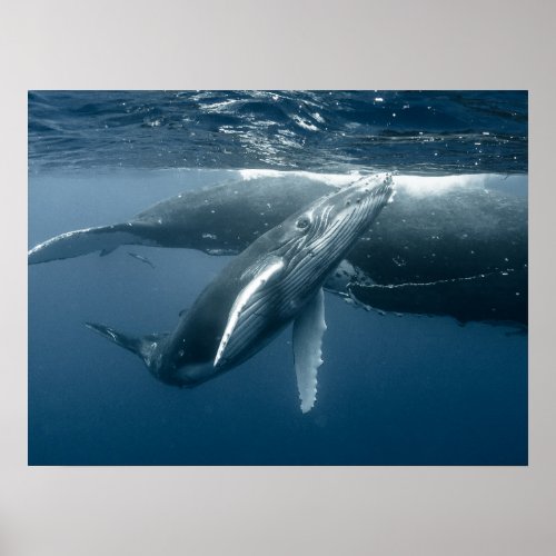 Cutest Baby Animals  Humpback Whale Calf Poster