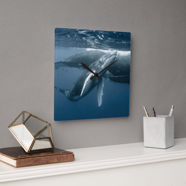 Cutest Baby Animals | Humpback Whale Calf Square Wall Clock (Office)